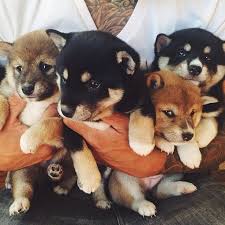 Black And Tan Shiba Inu Puppy For Sale Pin On Animals