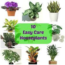 10 Easy Care Houseplants Easy Care Houseplants House Plant Care Indoor Plants Easy