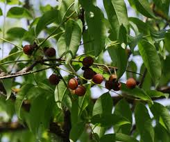Image result for Sapindus saponaria