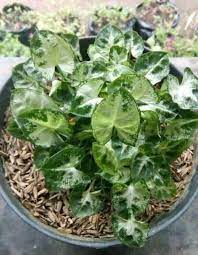 Semakin mudah bibit tanaman didapatkan biasanya semakin murah pula harganya. Jual Jual 6 Bibit Bunga Keladi Mini Tanaman Hias Murah Di Lapak Aneka Bibit Shop Bukalapak