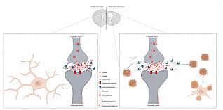 Image result for Multidentia sp. A