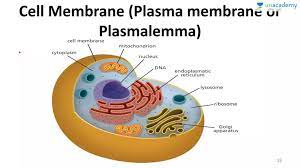 Plant cells are eukaryotic cells that differ in several key aspects from the cells of other eukaryotic organisms. Tnpsc Part 3 Cell As A Basic Unit Of Life In Tamil Offered By Unacademy