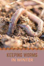 Worm Keeping In The Winter Farm And Garden Grit Worm Composting Worm Farm Diy Vermicomposting
