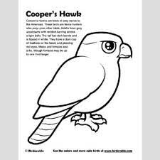 Free download 38 best quality hawk coloring pages at getdrawings. Cooper S Hawk Coloring Page Fun Free Downloads Activity Pages Birdorable