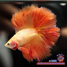 Rare Live Betta Fish Male Armageddon Doubletail Dt 129 Betta Fish Betta Deep Sea Creatures