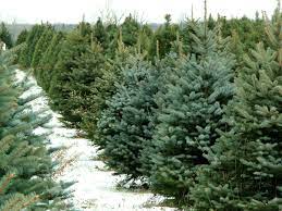 Buy Christmas Tree Near Me Christmas Tree Guide Where To Cut And Buy Trees In Boston