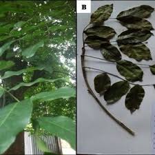 Image result for Zanha africana