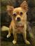 Pomchi Pomeranian Chihuahua Mix