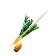 Kids with lulav and etrog. Etrog Lulav Sets Etrog Boxes Israel Book Shop