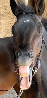 J'ai aussi des allergies saisonnières doit je. Dr Jean Servantie Veterinaire Le Baillement Voici Comme Promis Le Fruit De Mes Recherches Et Connaissances Sur Le Baillement Ce Phenomene Stereotype Phylogenetiquement Tres Ancien Cad Rencontre Tout Au Long De