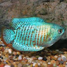The neon blue dwarf gourami is a color variation of the dwarf gourami and is a peaceable shy fish. Powder Blue Dwarf Gourami Labyrinth Fish Tropical Fish For Freshwater Aquariums