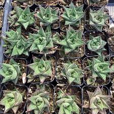 Image result for Haworthia limifolia