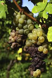 Image result for Ancylobothrys robusta