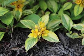 Image result for Lysimachia angustiloba