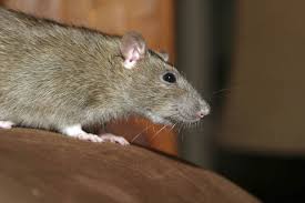 They can scuttle along piles of wood, drop through cracks between the floorboards and the brick foundation, scamper across beams holding up. Mutant Super Rats Tried To Eat My Baby Mother Tells Of Being Trapped By Ravenous Rodents Daily Star