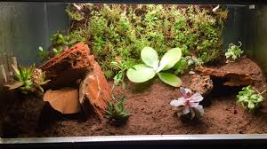 Bioactive Leopard Gecko Setup Biopod How To Youtube Leopard Gecko Setup Leopard Gecko Leopard Gecko Terrarium