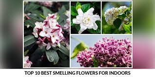 Gardenia has been given the name of scottish botanist the alexander garden. Top 10 Best Smelling Flowers For Indoors Floweraura
