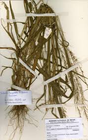 Image result for Setaria longiseta