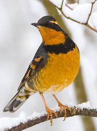 Black Bird With Red Stripe On Wing Varied Thrush Nature Birds Beautiful Birds Birds