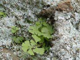 Image result for Anogramma leptophylla