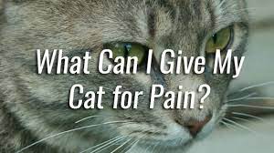 Check spelling or type a new query. What Can I Give My Cat For Pain Pet Consider