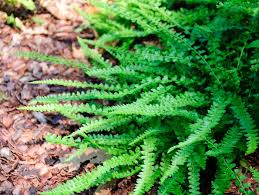 Image result for Microlepia