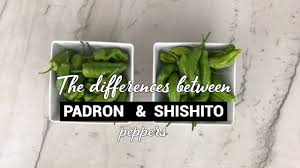 An owner or manager, especially of an inn; Dymystifying Padron And Shishito Peppers Youtube