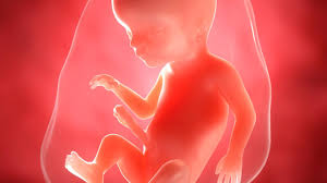 Die meisten babys reagieren im bauch der mutter auf äußere reize. Schwangerschaftskalender Entwicklung Von Der 1 Bis 40 Ssw