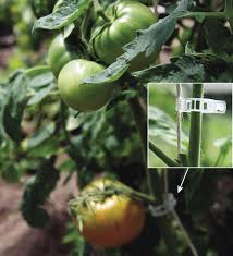 That way, the water will go to the roots, instead of evaporating. Taking Tomatoes To New Heights Finegardening