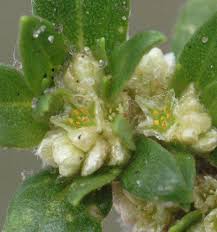 Image result for Guilleminea densa