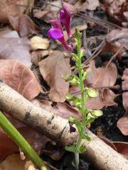 Image result for Scutellaria schweinfurthii