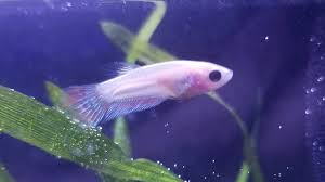 My baby betta fish are finally starting to go into their grow out jars. My Baby Betta Boy Is All Grown Up Album On Imgur