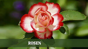 Rosen überzeugen im garten nicht nur mit ihren variantenreichen blüten, sondern oftmals auch mit ihren duftnoten. Rosen Im Garten Uber 900 Bunte Duftende Rosensorten Online Kaufen