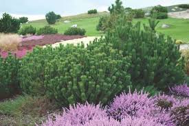 Pinus Mugo Var Pumilio Haenke Zenari Zwerg Kiefer Pflanzen Null Bruns Website Garten Bepflanzung Pflanzen