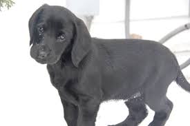 Black And White Spaniel Mix Adopt Lily On Petfinder Cocker Spaniel Mix Labrador Retriever Labrador