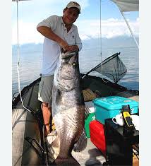 Image result for Agelanthus tanganyikae