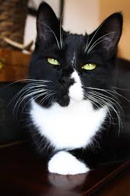 Tuxedo American Shorthair Cat Black And White Like My Facebook Page Zz Zwyanezade 21 Cat Photography Animal Photography Cats