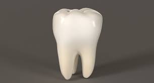 3d Model Teeth Molar Tooth Anatomy People Human Mouth Mandibular Jaw Dental Dentist Dentition Crown Realistic Tool 3d Mod In 2020 Teeth 3d Model Model