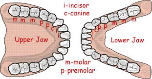 Image result for Dentition