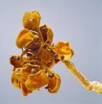 Image result for Sterculia quinqueloba