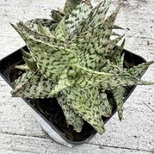 Image result for Aloe macrosiphon
