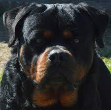 Find chihuahua puppies for sale and dogs for adoption. Rottweiler Breeder Rottweiler Breeders Rottweiler Puppies Rottweiler