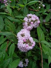 Image result for Deutzia hybrida Pink Pompon