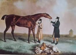 Zoe 1825 Filly Orville Pictured Nina By Selim 3x5 To Highflyer 4 F X4 F To Woodpecker 4x5 To Eclipse 4 C X4 C X5 In 2020 Show Horses Sport Horse Quarter Horse