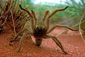 Eratigena atrica is most often sighted indoors, and during the. Faced With Drowning This Giant Tarantula Goes Out On A Limb Live Science
