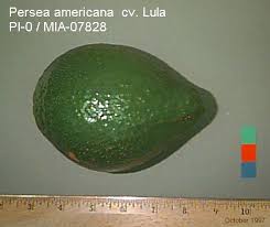 The 'lula' avocado (persea americana 'lula') is an avocado cultivar that originated in south florida. Avocado Florida