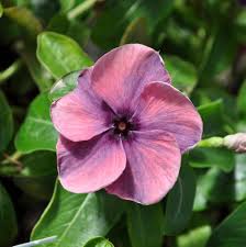 Our only guaranteed no chomp here in hi pop deer area. Quasar Plum Swirl Vinca Plant Free Shipping