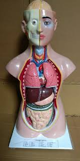 Attaches the tongue to roof of the mouth. Human Body Part Models Buy Human Body Part Models For Best Price At Inr 5 Kinr 6 50 K Piece