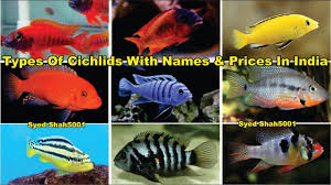 Types Of Cichlids Fish Most Popular Cichlids Fish Variety Cichlids Fish Varieties Chiclid