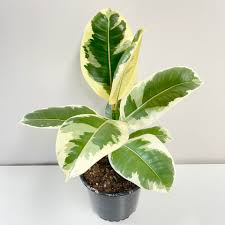 Ficus Tineke 14cm Springvale Garden Centre
